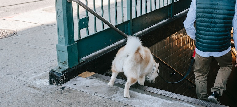 A man walking a dog down the stairs to the subway