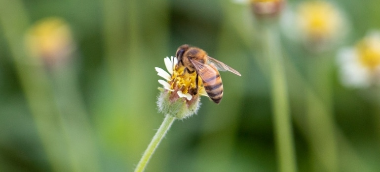Picture of a bee on a flower