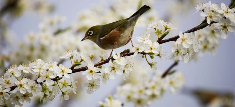 Bird on a blooming branch