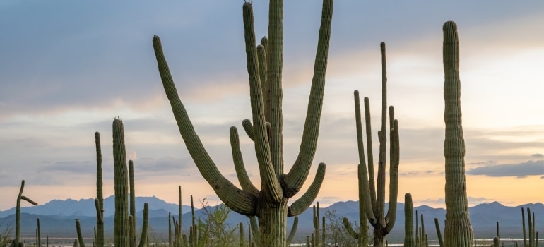 Picture of cactus plants 
